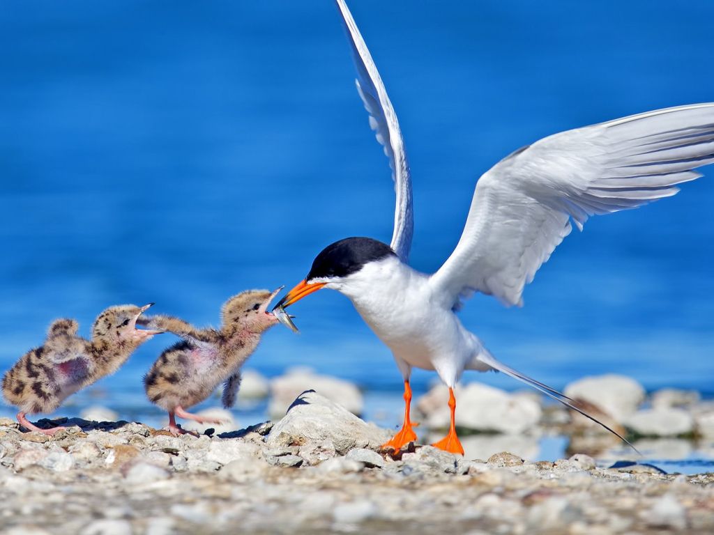 Sea Gull Bird and Two Chicks wallpaper