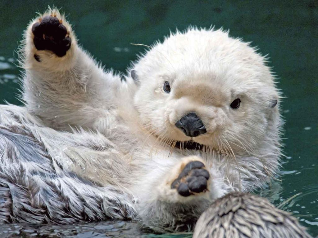 Sea Otter wallpaper