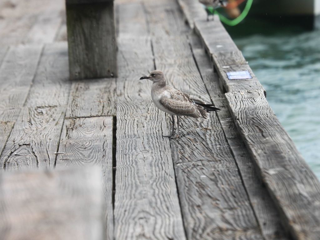 Seabird at a Pier wallpaper