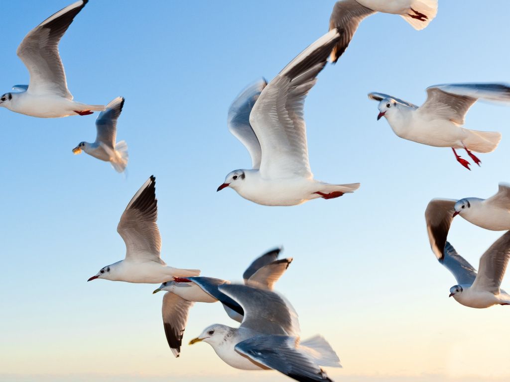Seagulls Above Ocean wallpaper