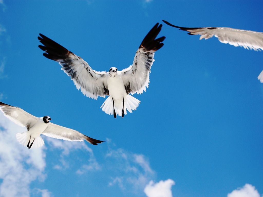 Seagulls Attack wallpaper