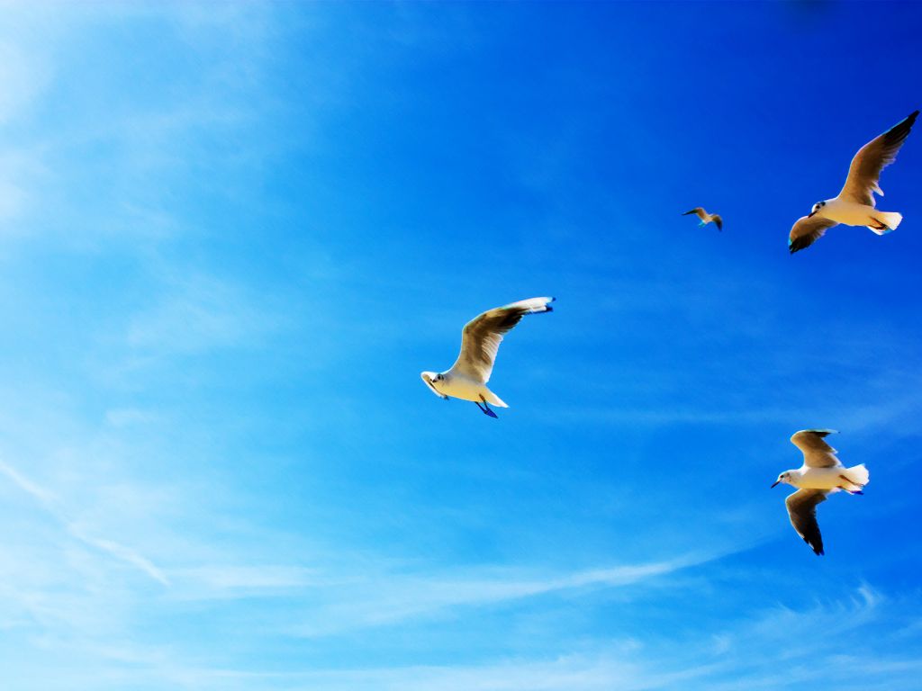 Seagulls in Flight wallpaper
