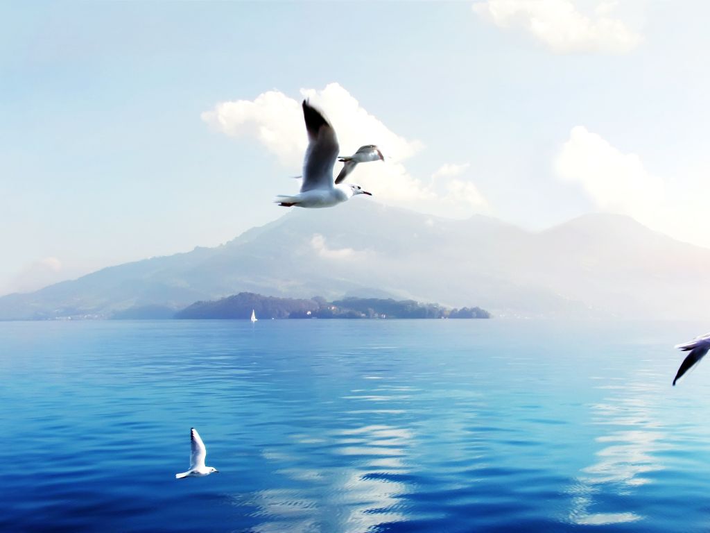 Seagulls in Switzerland wallpaper