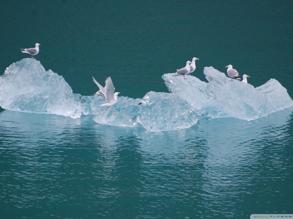 Seagulls on an Iceberg wallpaper
