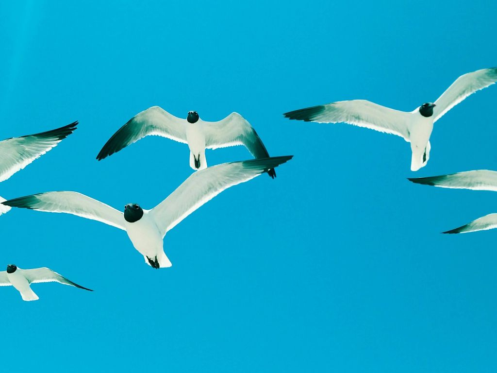 Seagulls wallpaper