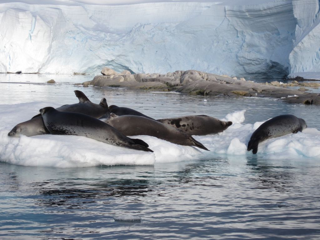 Seals in Antarctic Water wallpaper