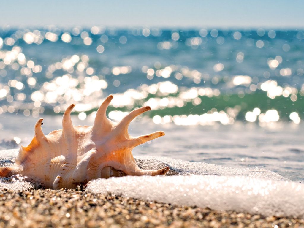 Seashells On The Beach wallpaper