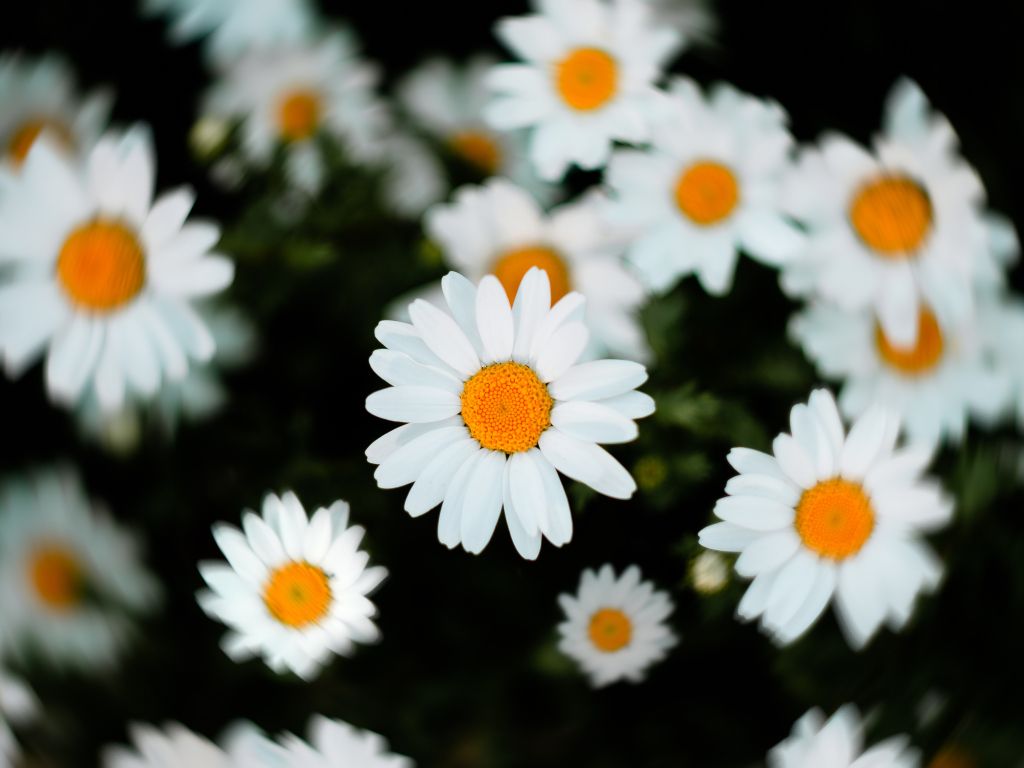 Selective Focus of White and Yellow Daisy Flowers wallpaper