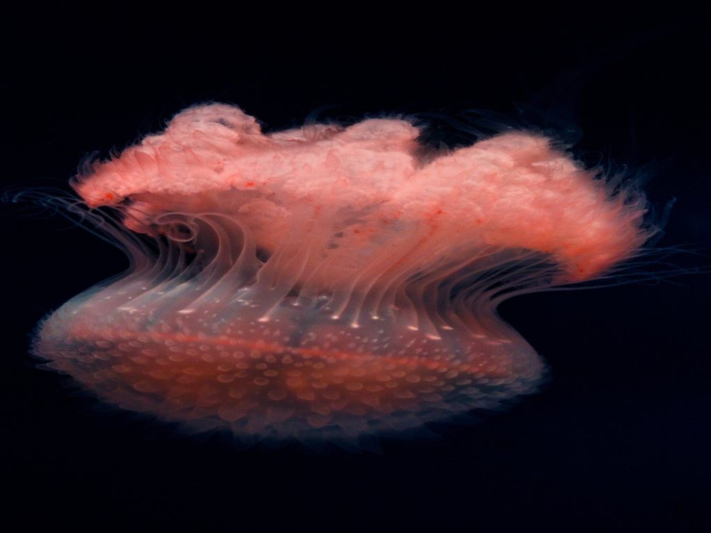 Selective Focus Photo of Black and Red Jellyfish wallpaper