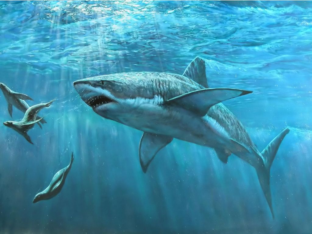 Shark Desktop wallpaper