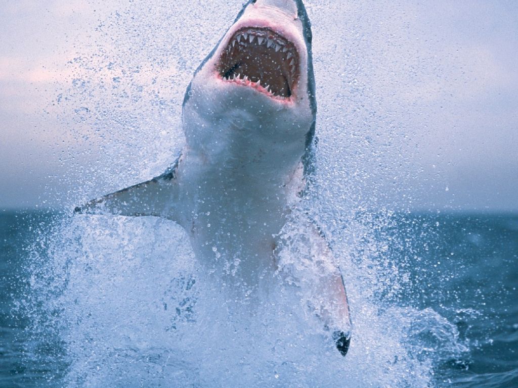 Shark Jumping wallpaper
