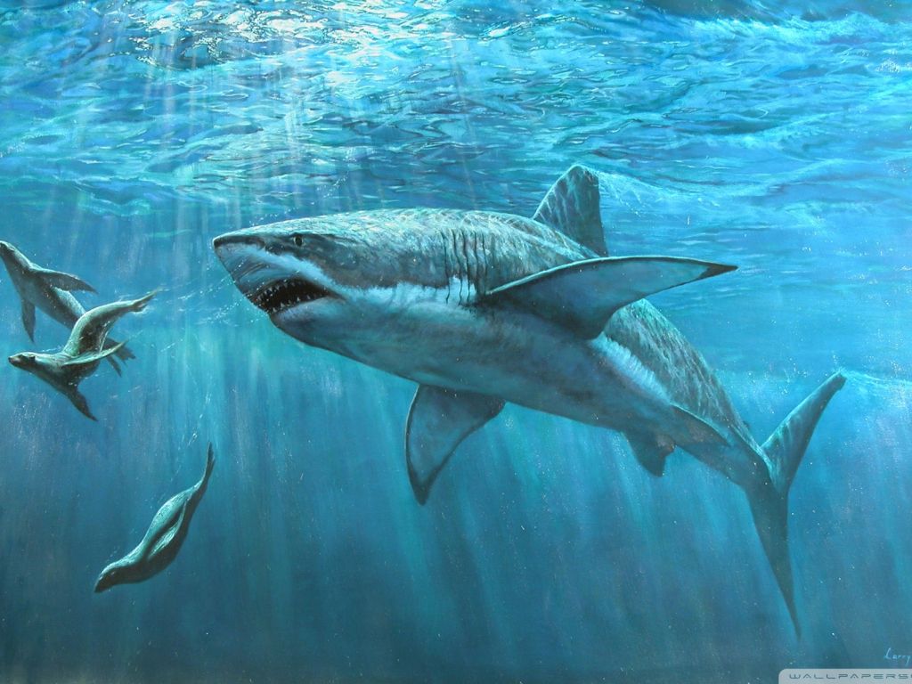 Shark, Seal wallpaper