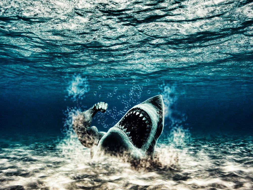 Shark 7091 wallpaper