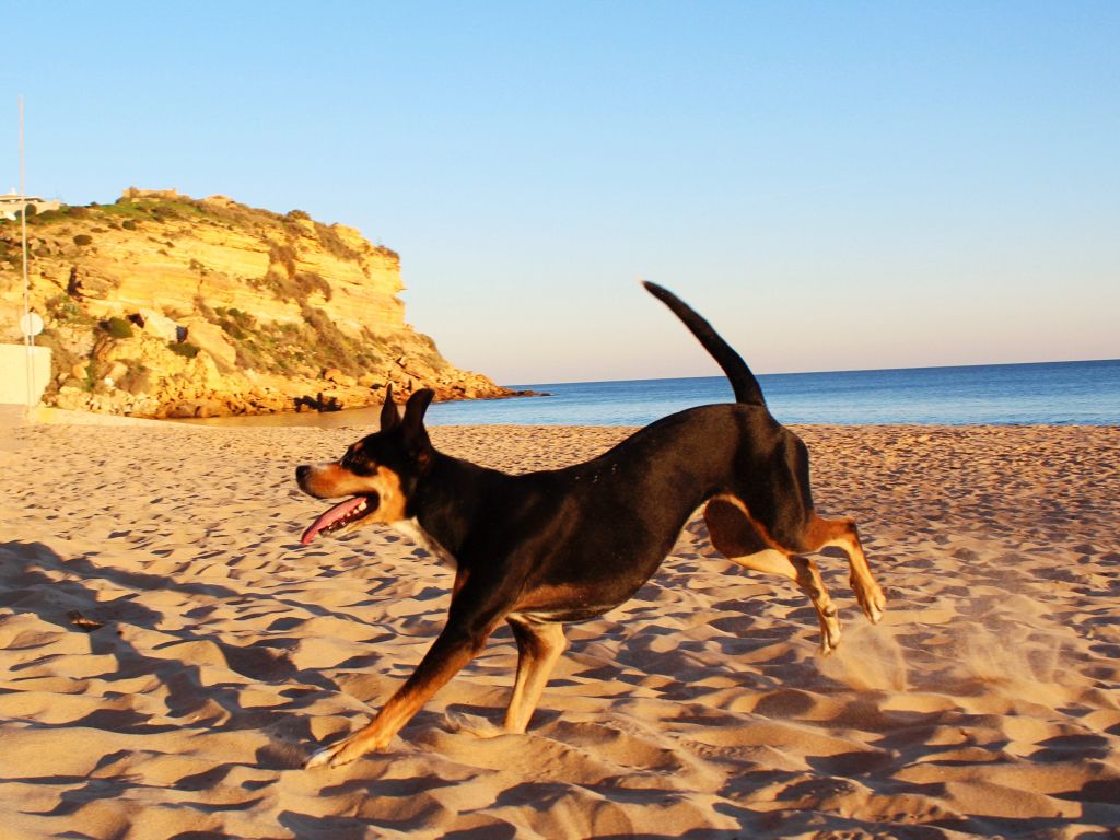 Short-coated Black and Tan Dog Standing on Seashore wallpaper