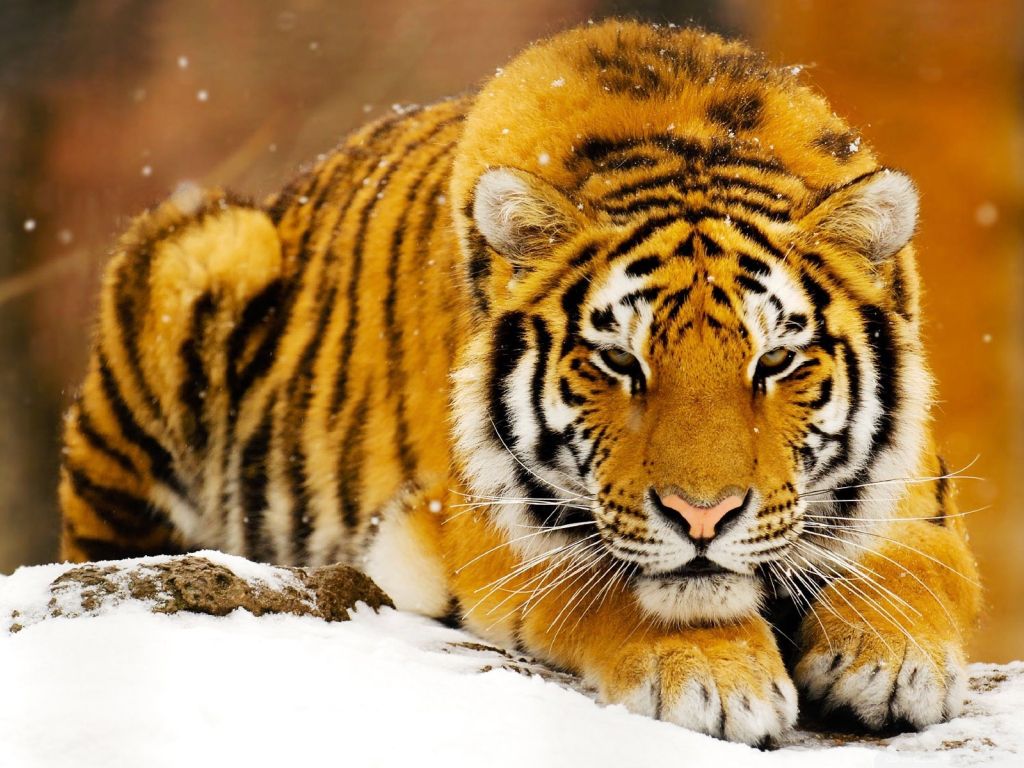 Siberian Snow Tiger wallpaper