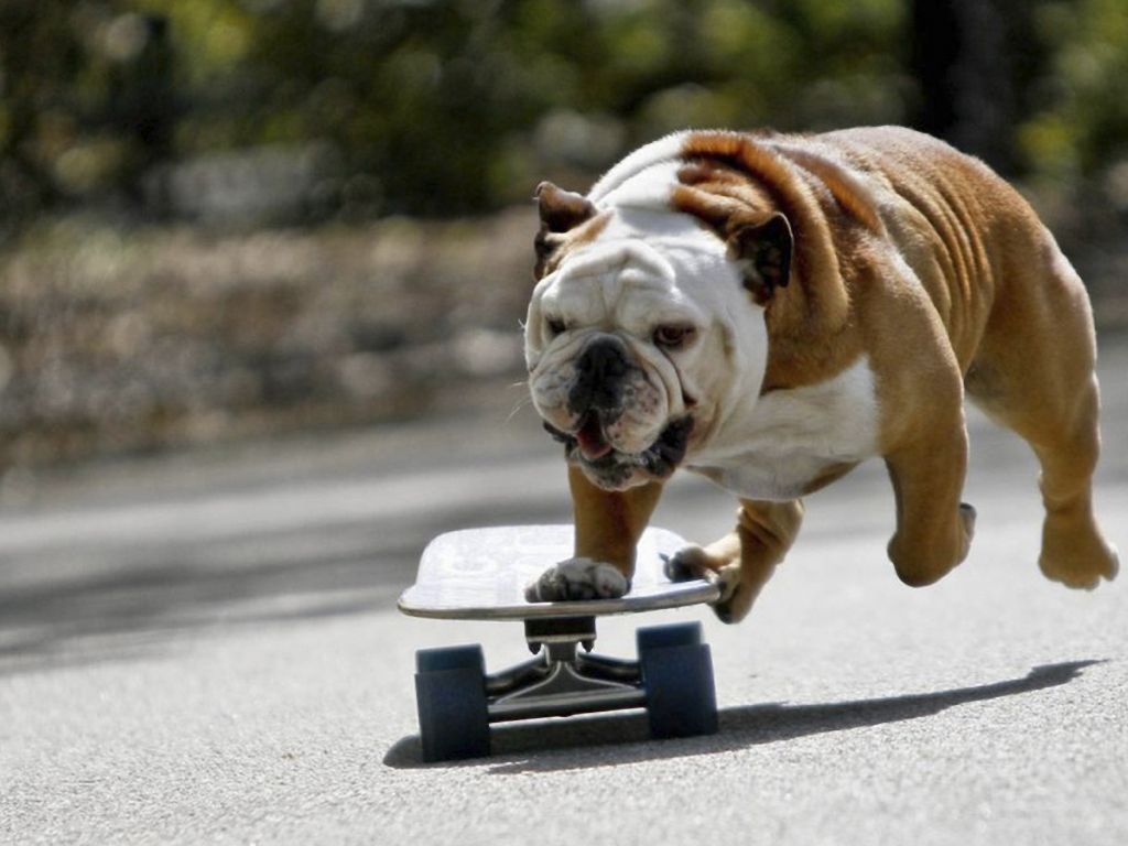 Skateboarding Dog wallpaper