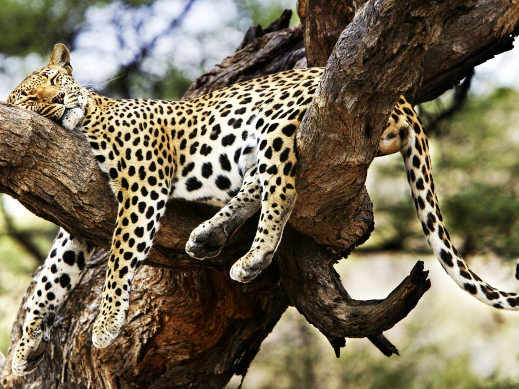 Sleeping Cheetah wallpaper