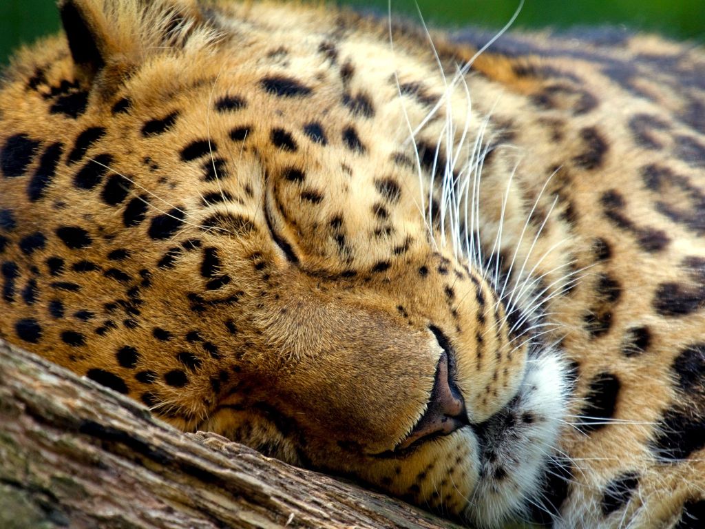 Sleeping Leopard wallpaper