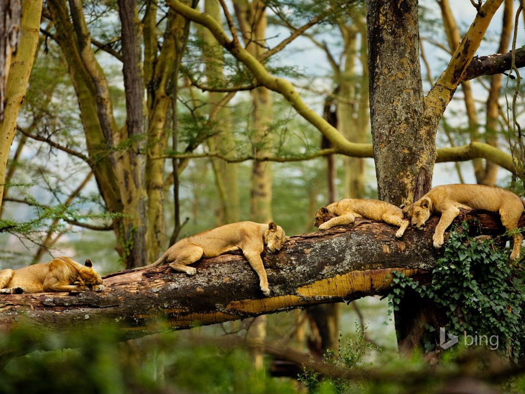 Sleeping Lions wallpaper