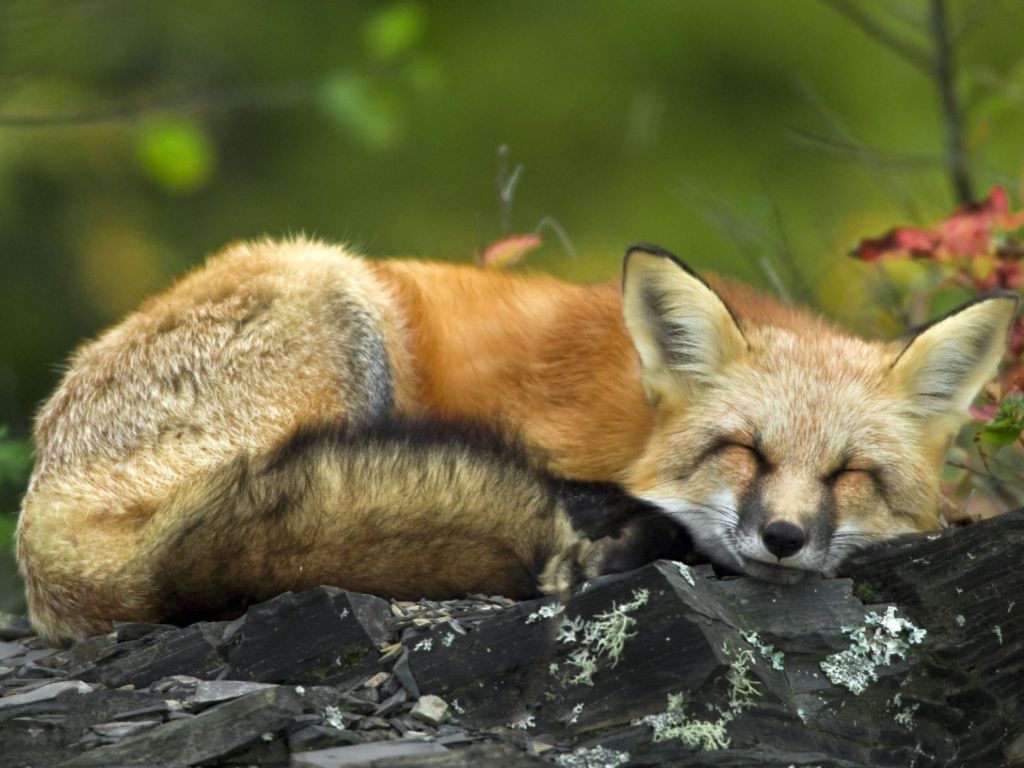 Sleeping Red Fox wallpaper