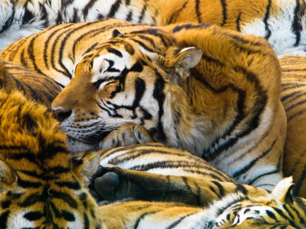 Sleeping Tigers wallpaper