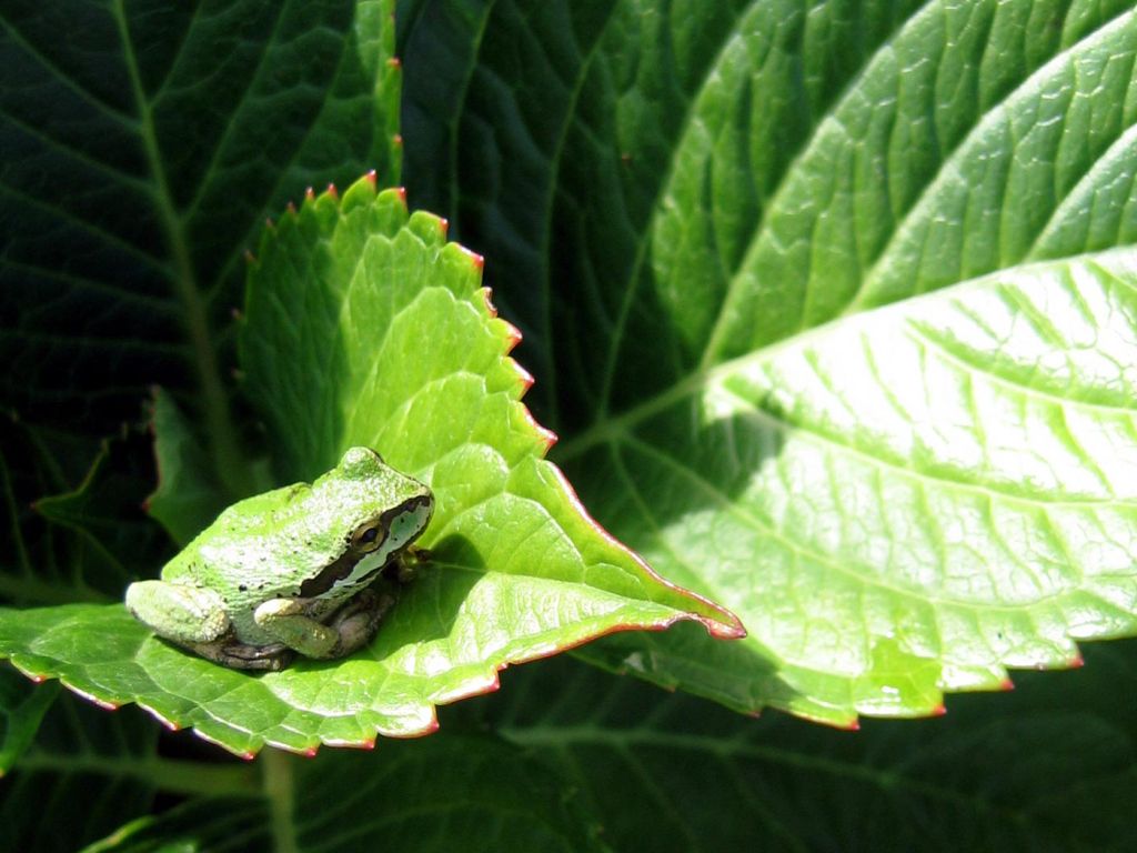 Small Frog on Leaf wallpaper