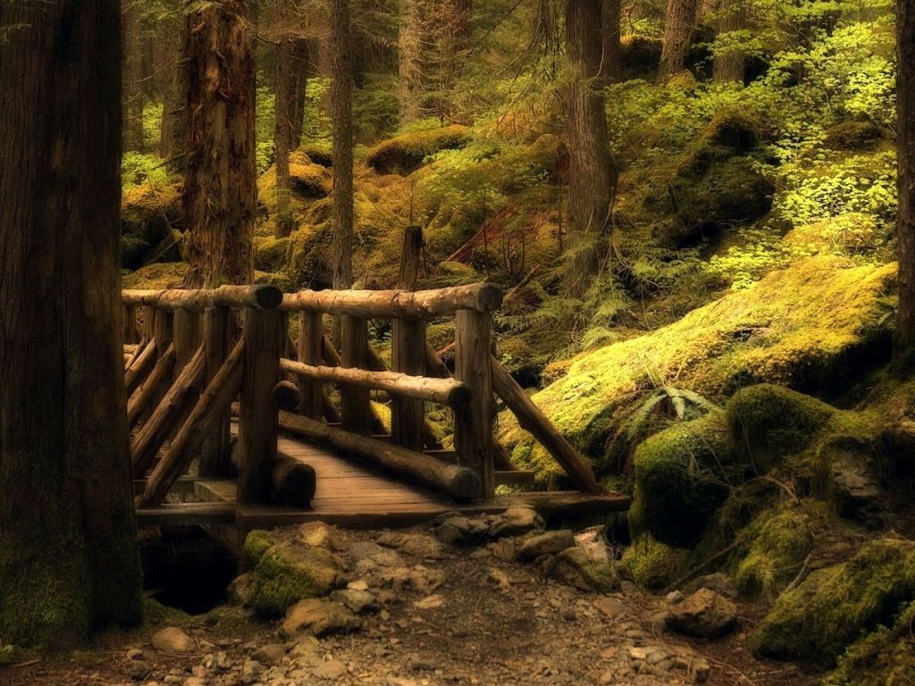 Small Wooden Bridge in The Forest wallpaper