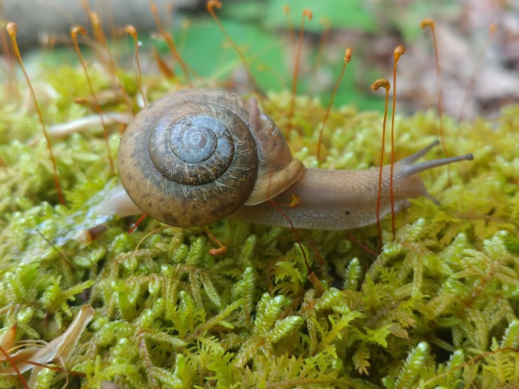 Snail on Moss wallpaper