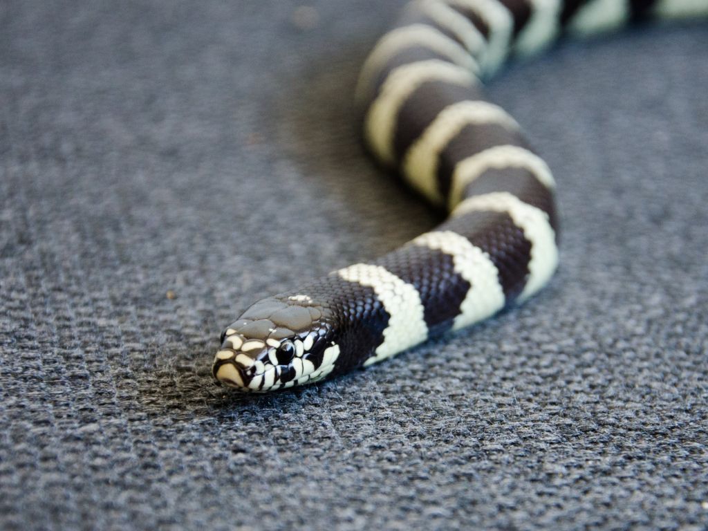 Snake Reptile Head Color wallpaper