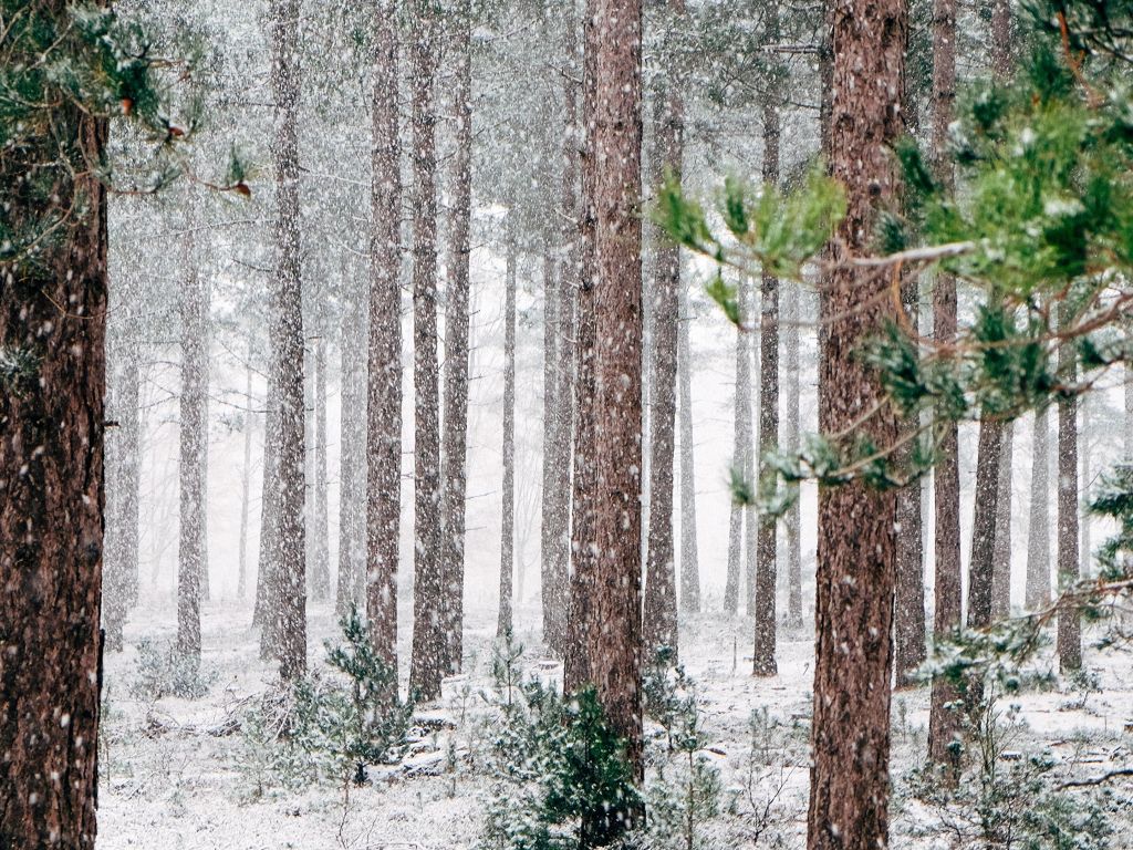 Snow Falling in a Forest wallpaper