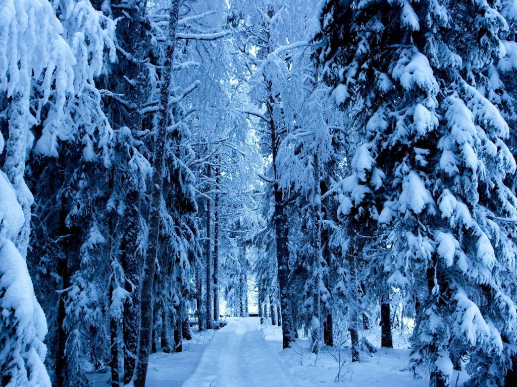 Snow Forest wallpaper