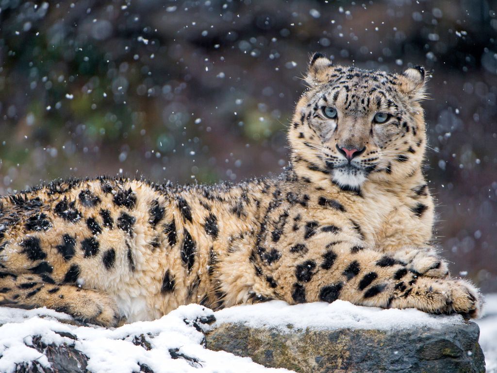 Snow Leopard 4K wallpaper