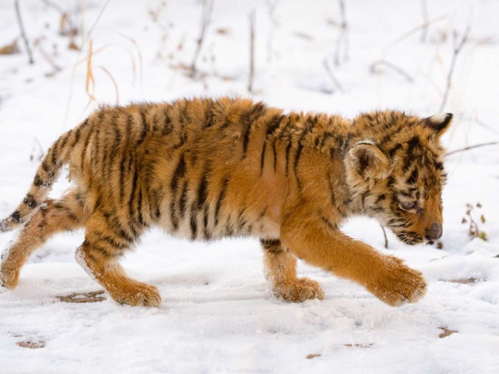 Snow Tiger Cub wallpaper