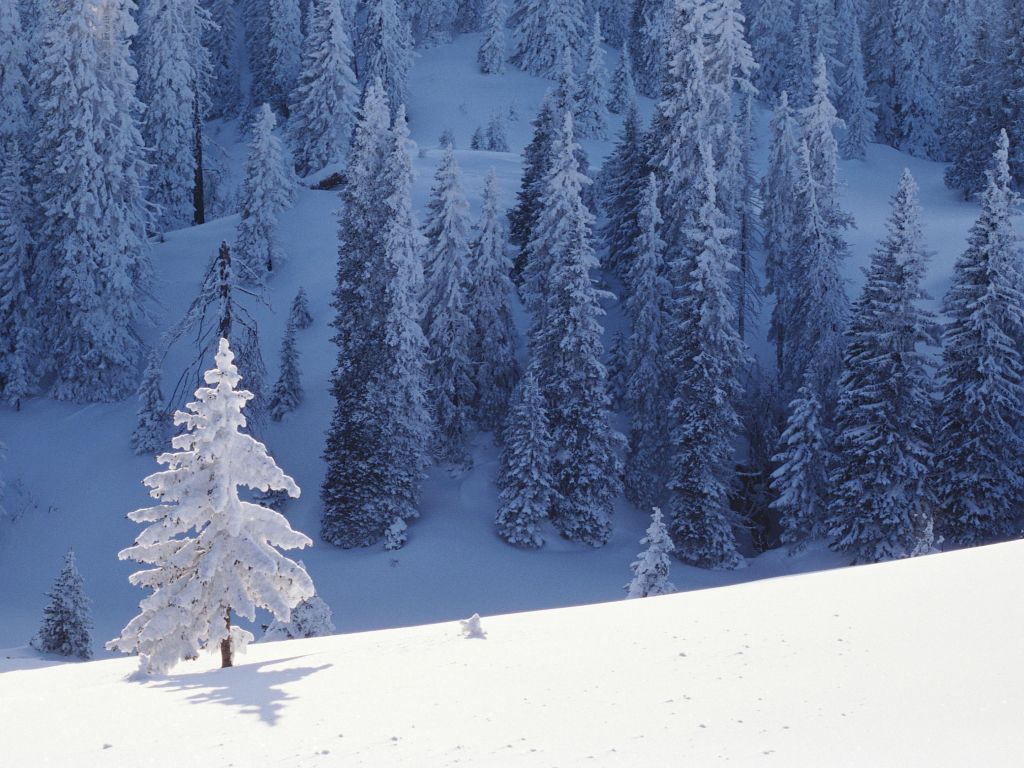 Snow Trees wallpaper