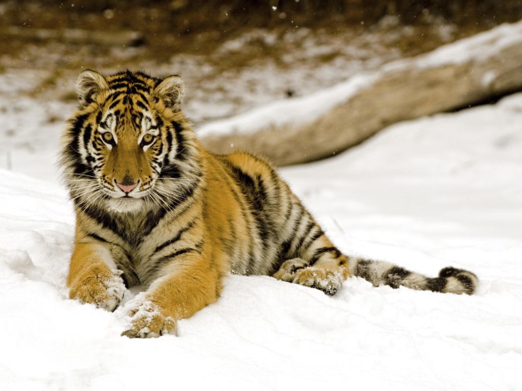 Snowy Afternoon Tiger wallpaper