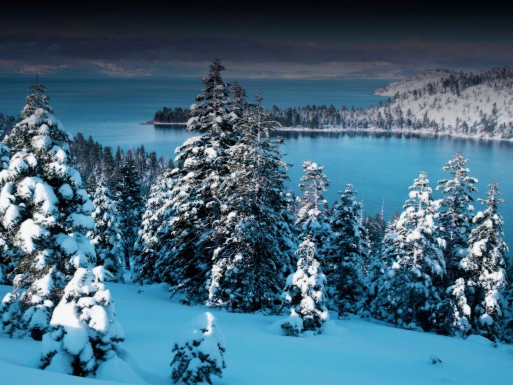 Snowy Fir Trees By The Lake wallpaper