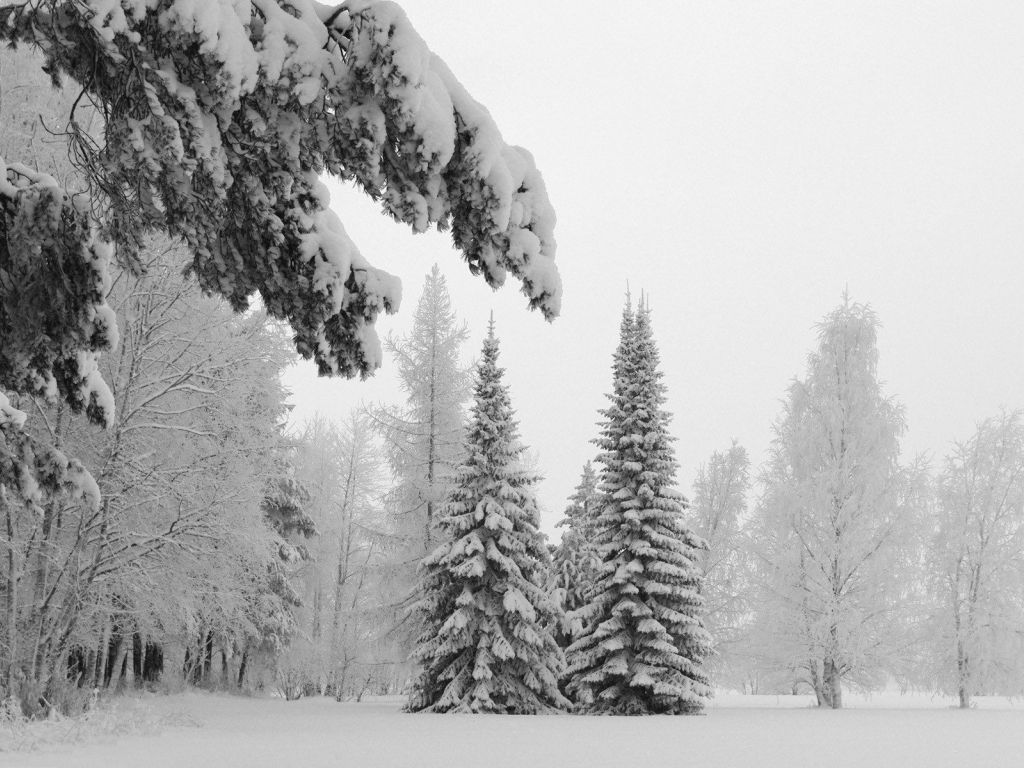 Snowy Fir Trees wallpaper