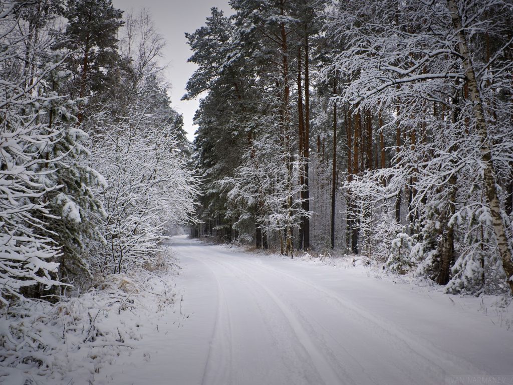 Snowy Forest Path at Winter wallpaper