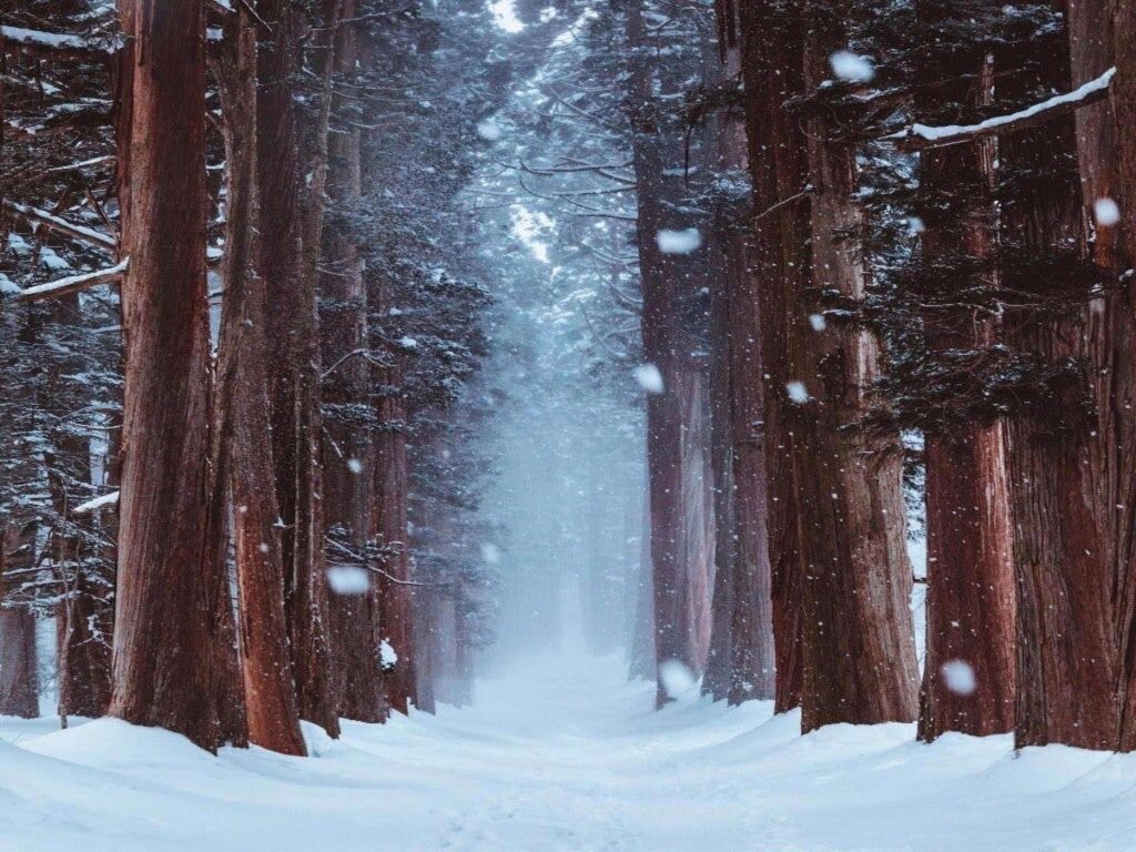 Snowy Forest wallpaper