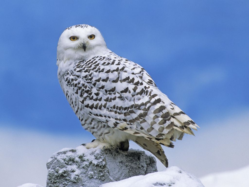 Snowy Owl 27585 wallpaper