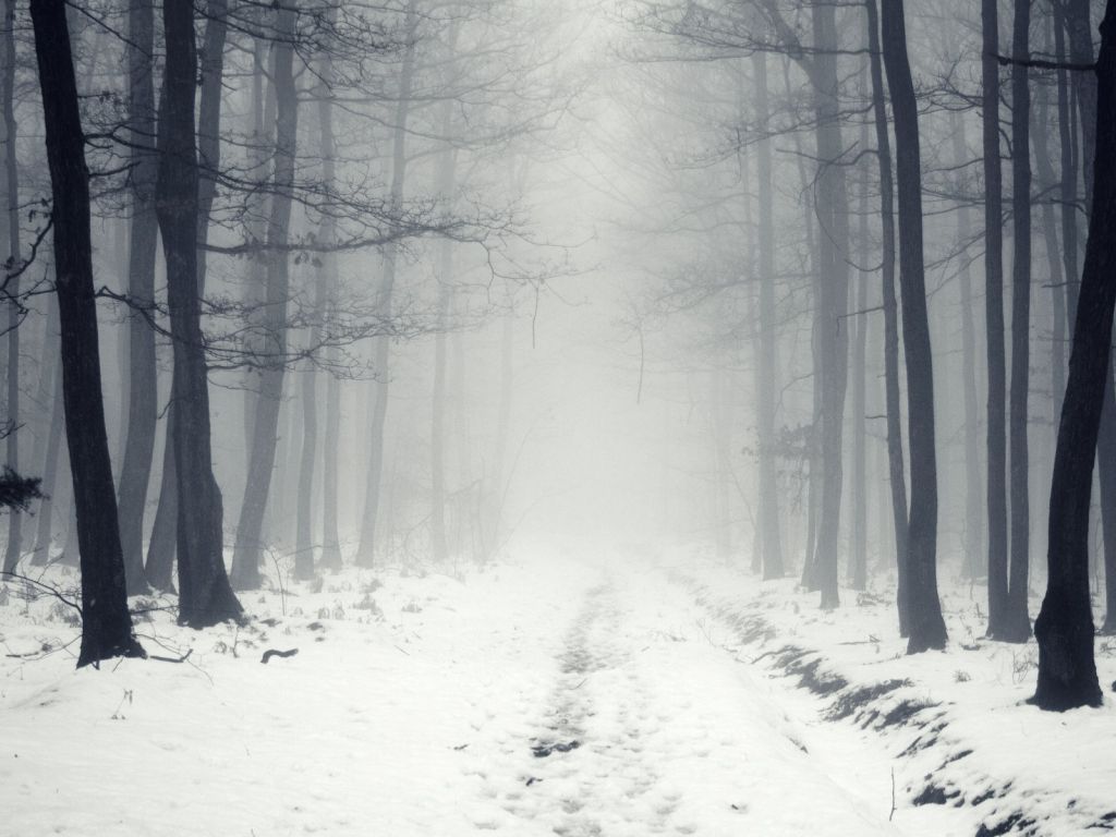 Snowy Path in The Foggy Forest 16783 wallpaper