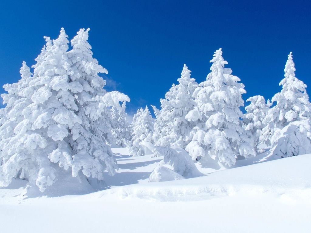 Snowy Pine Trees wallpaper