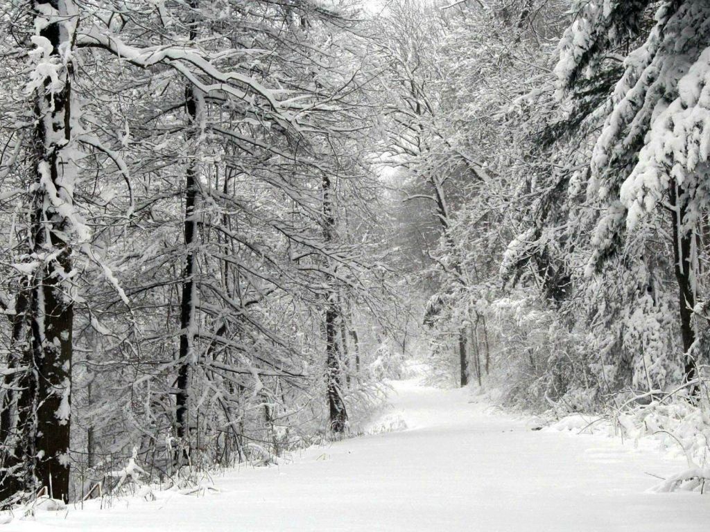 Snowy Road in The Forest wallpaper