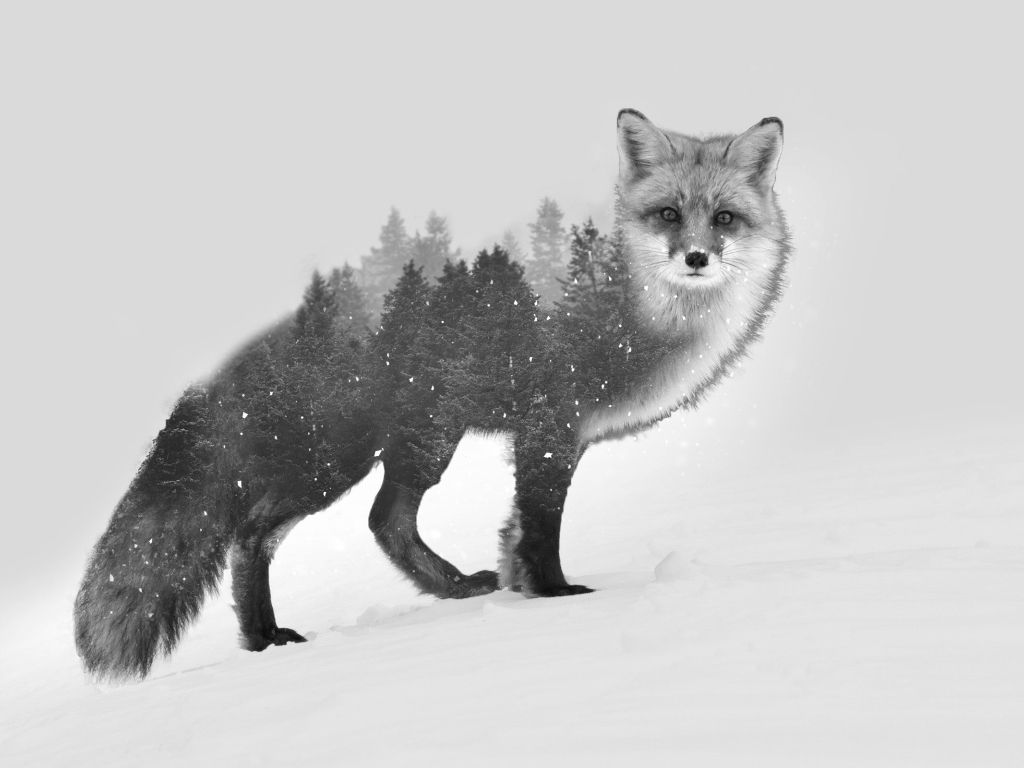 Snowy Wolf wallpaper
