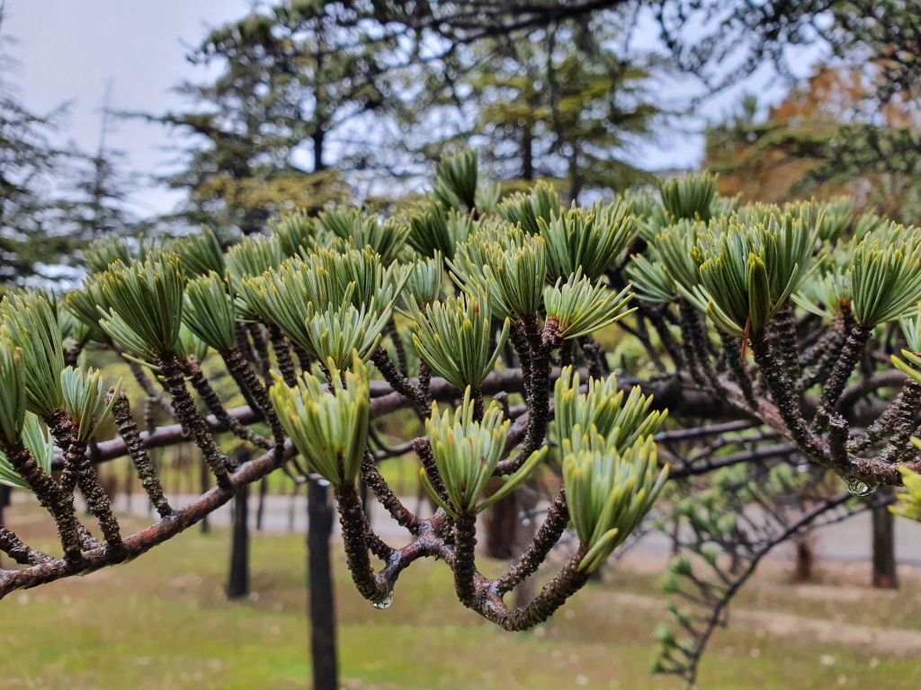Some Kind of Pine wallpaper