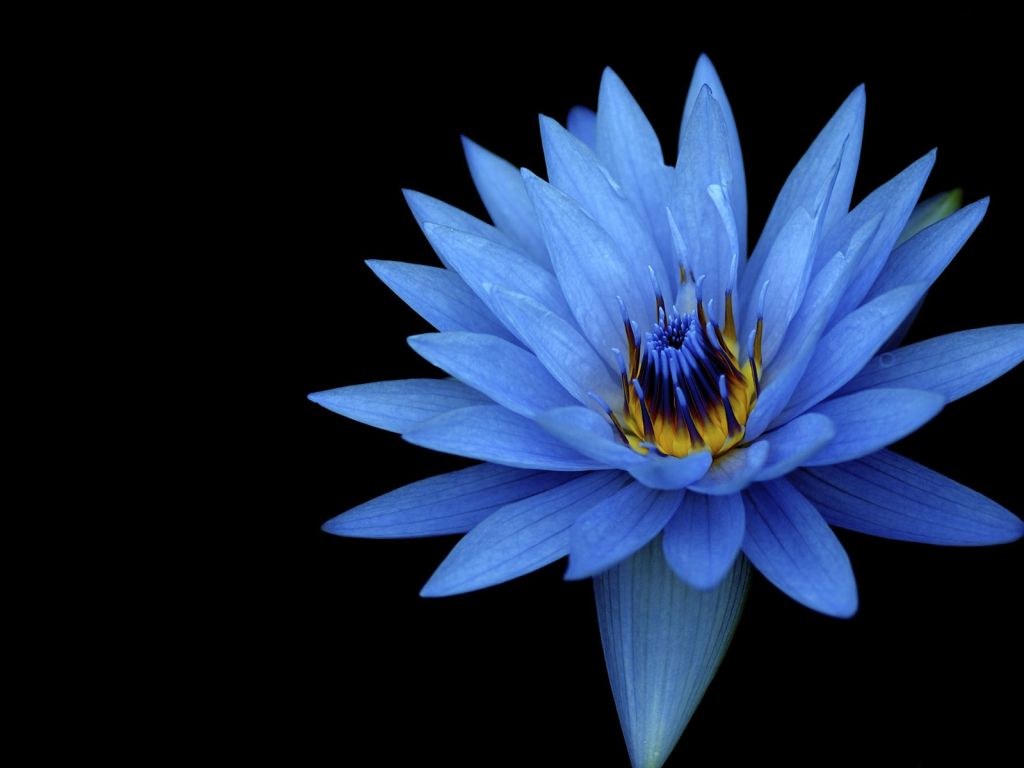 Sony Xperia Z Stock Blue Flower wallpaper