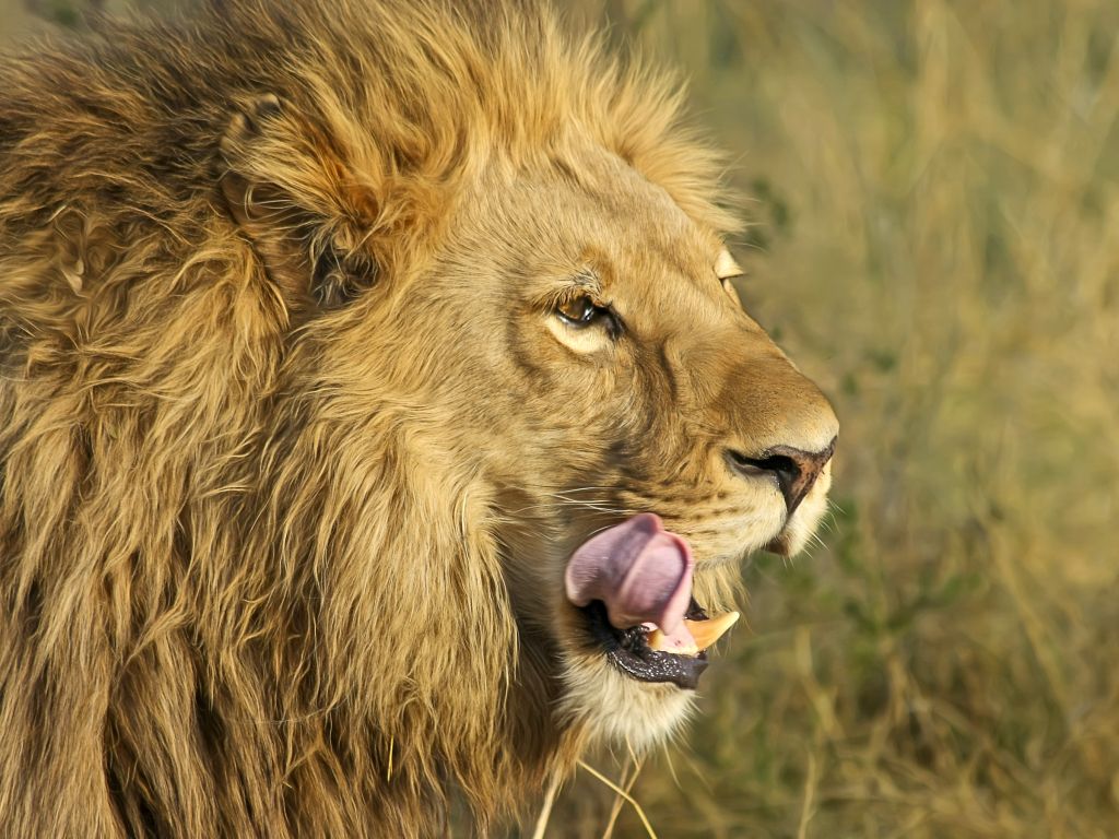 South African Lion wallpaper