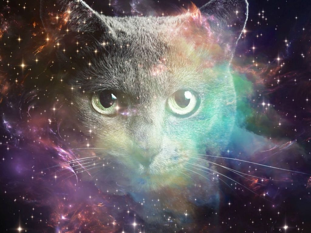 Space Cat wallpaper