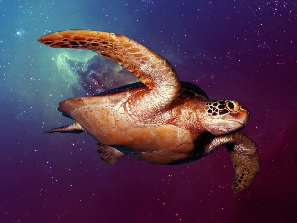 Space Turtle wallpaper
