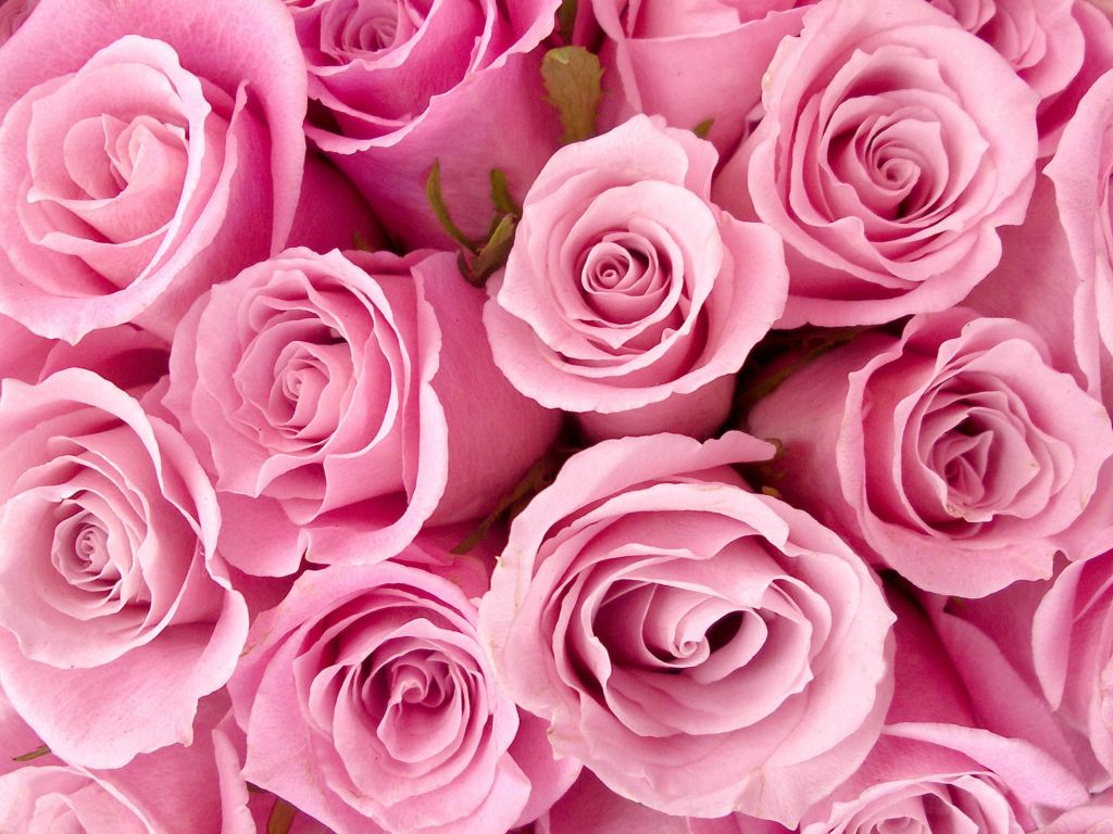 Special Pink Roses wallpaper